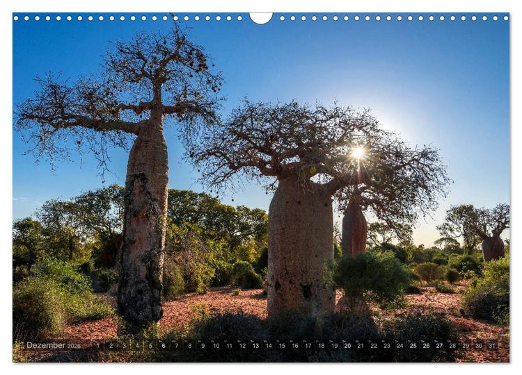 Produktbild: Zauberwald Ifaty &middot; Traumhafte Baobabs in Madagaskar (Wandkalender 2026 DIN A3 quer), CALVENDO Monatskalender