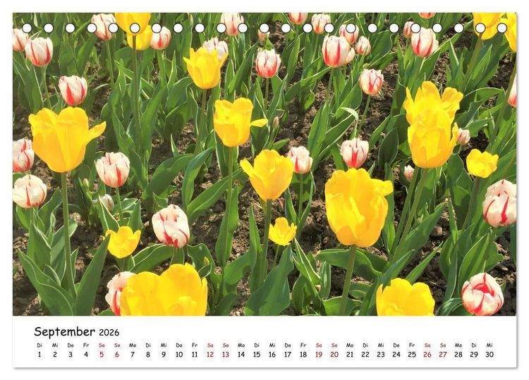 Produktbild: Tulpenbl&uuml;te in Flevoland 2026 (Tischkalender 2026 DIN A5 quer), CALVENDO Monatskalender