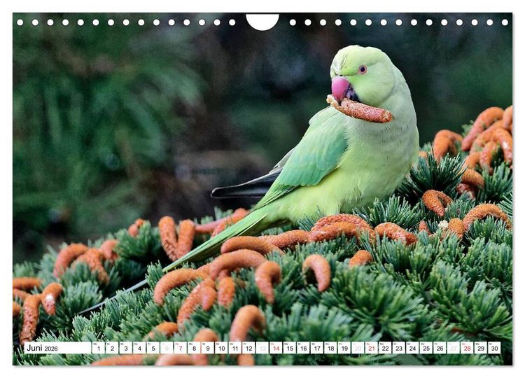 Produktbild: Heimische Gartenv&ouml;gel (Wandkalender 2026 DIN A4 quer), CALVENDO Monatskalender