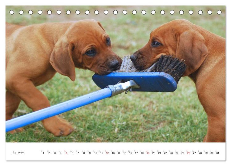 Produktbild: Rhodesian Ridgeback Welpen (Tischkalender 2026 DIN A5 quer), CALVENDO Monatskalender