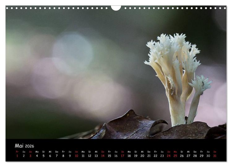 Produktbild: Pilzgalerie (Wandkalender 2026 DIN A3 quer), CALVENDO Monatskalender