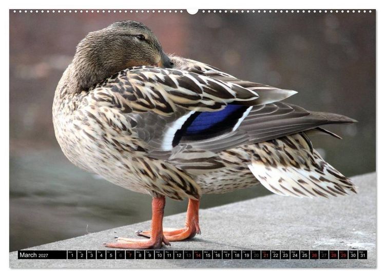 Produktbild: Lovely Water Birds (High Quality Premium Wall Calendar 2027 DIN A2 landscape),CALVENDO 12 Month Wall Calendar