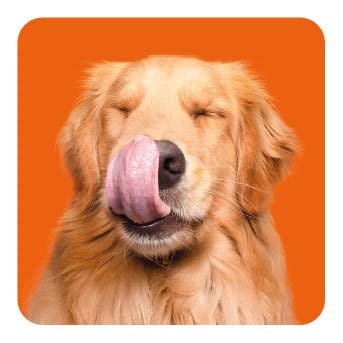 Memo-Spiel: Funny dogs!