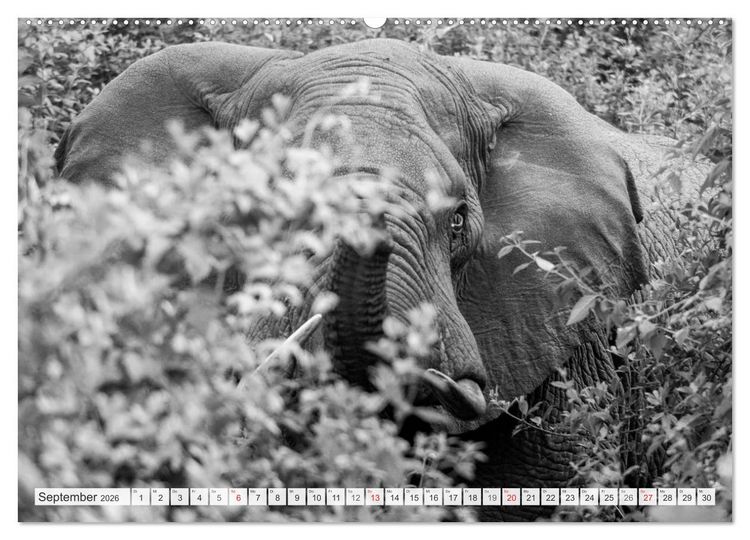 Produktbild: Emotionale Momente: Elefanten in black & white (hochwertiger Premium Wandkalender 2026 DIN A2 quer), Kunstdruck in Hochglanz