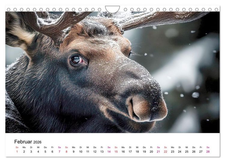 Produktbild: Elche - die Stimme der Wildnis (Wandkalender 2026 DIN A4 quer), CALVENDO Monatskalender
