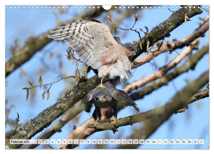 Produktbild: Spitze Krallen und scharfer Blick - Verhalten Sperber (Wandkalender 2026 DIN A3 quer), CALVENDO Monatskalender
