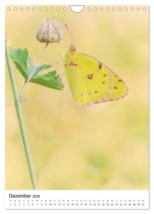 Produktbild: Insekten,Sch&ouml;nheiten der Natur (Wandkalender 2026 DIN A4 hoch), CALVENDO Monatskalender