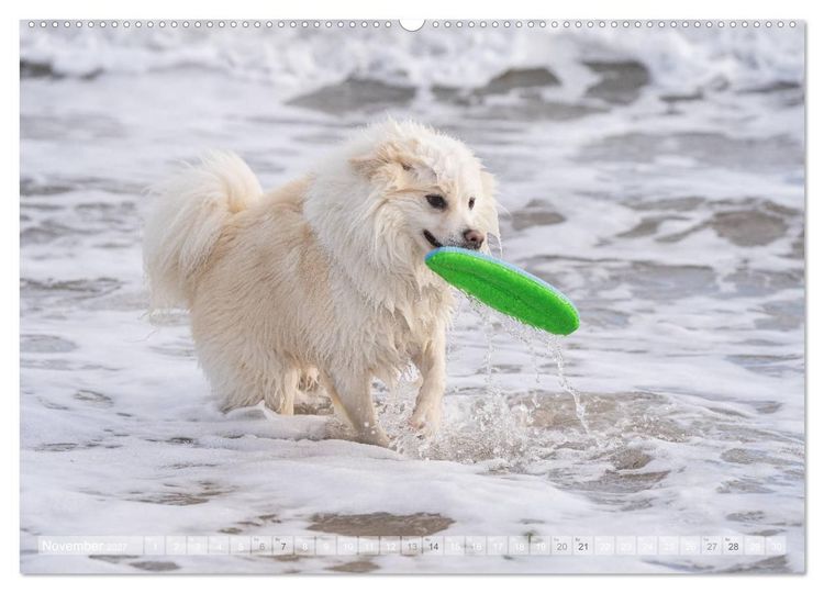 Produktbild: Mit Hunden an den Str&auml;nden von Nord- und Ostsee (hochwertiger Premium Wandkalender 2027 DIN A2 quer), Kunstdruck in Hochglanz