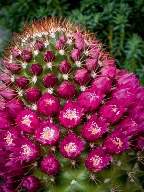 Produktbild: CALVENDO Puzzle Mammillaria backebergiana | 1000 Teile Lege-Gr&ouml;&szlig;e 64x48cm Foto-Puzzle f&uuml;r gl&uuml;ckliche Stunden