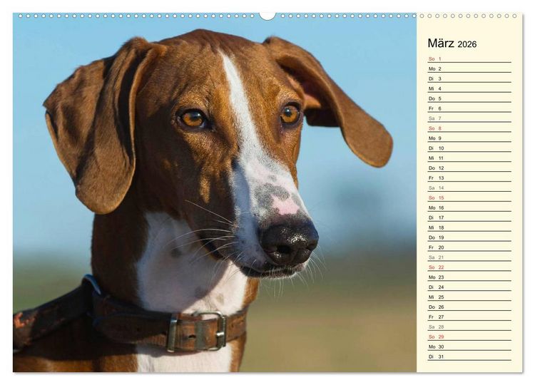 Produktbild: Windhund der W&uuml;ste - Der Azawakh (hochwertiger Premium Wandkalender 2026 DIN A2 quer), Kunstdruck in Hochglanz