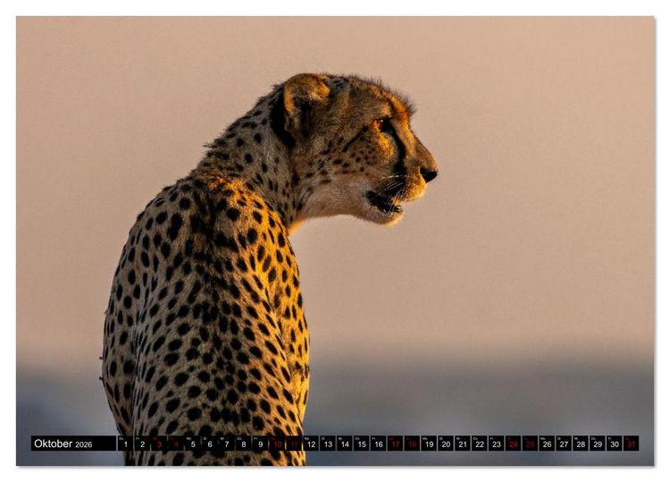 Produktbild: Komm mit auf Safari! Botswana und S&uuml;dafrika (Tischkalender 2026 DIN A5 quer), CALVENDO Monatskalender