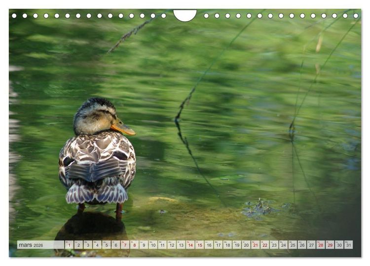Produktbild: Oiseaux libres et sauvages (Calendrier mural 2026 DIN A4 vertical), CALVENDO calendrier mensuel