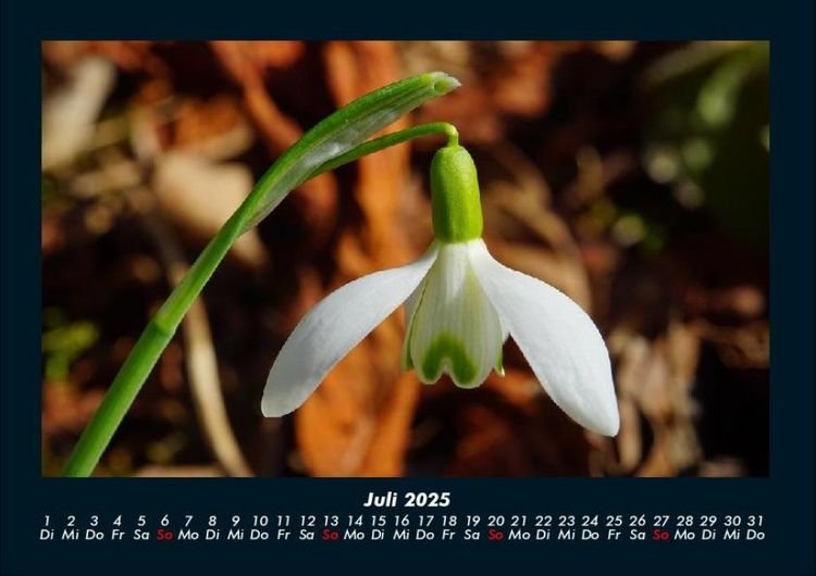 Produktbild: Blumenkalender 2025 Fotokalender DIN A4