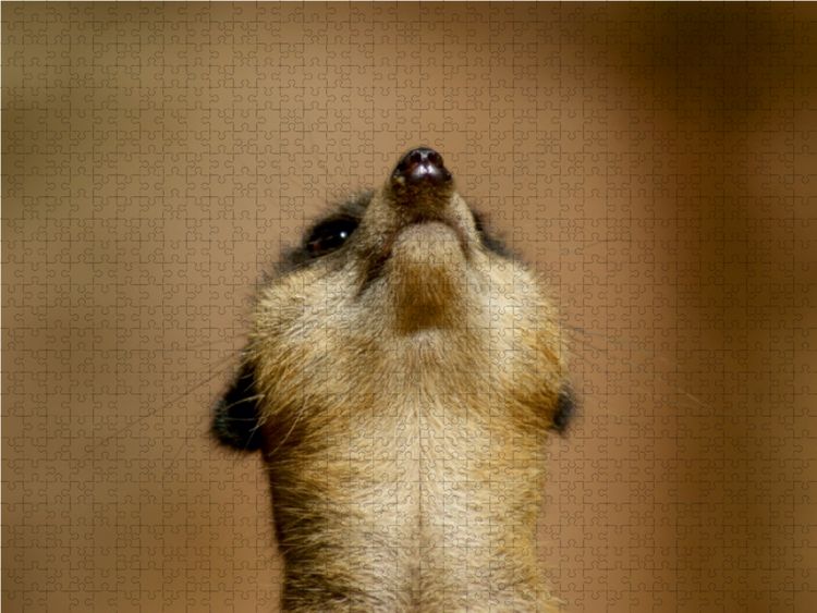 Produktbild: CALVENDO Puzzle Erdm&auml;nnchen - Zusammen sind wir stark | 2000 Teile Lege-Gr&ouml;&szlig;e 90x67cm Foto-Puzzle f&uuml;r gl&uuml;ckliche Stunden