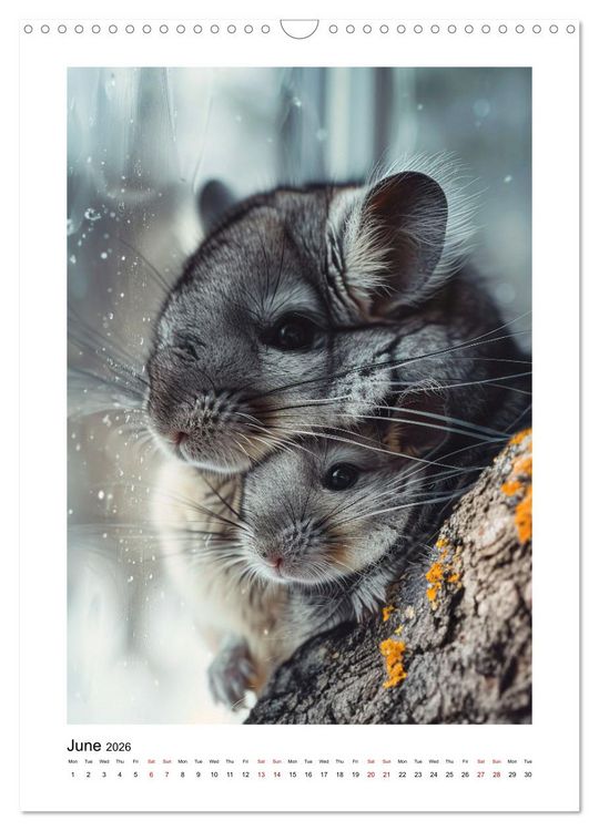 Produktbild: Chinchilla Parade (Wall Calendar 2026 DIN A3 portrait), CALVENDO 12 Month Wall Calendar
