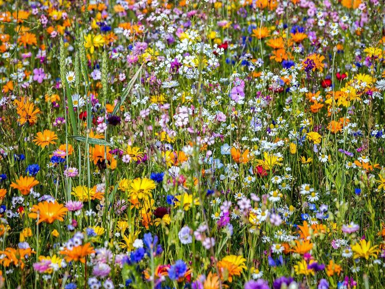Produktbild: CALVENDO Puzzle Ein Motiv aus dem Kalender Farben der Natur | 1000 Teile Lege-Gr&ouml;&szlig;e 64x48cm Foto-Puzzle f&uuml;r gl&uuml;ckliche Stunden