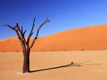 Produktbild: CALVENDO Puzzle Dead Vlei in Namibia | 1000 Teile Lege-Gr&ouml;&szlig;e 64x48cm Foto-Puzzle f&uuml;r gl&uuml;ckliche Stunden