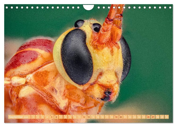 Produktbild: Extreme Makroaufnahmen - Insekten so nah wie nie (Wandkalender 2026 DIN A4 quer), CALVENDO Monatskalender