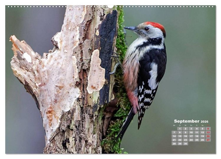 Produktbild: Echte Spechte (hochwertiger Premium Wandkalender 2026 DIN A2 quer), Kunstdruck in Hochglanz