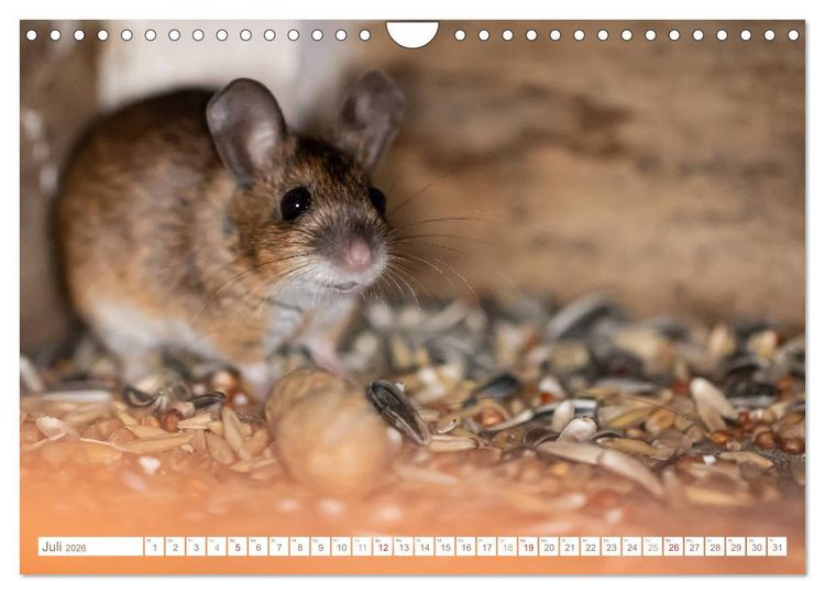 Produktbild: Die Maus im Vogelhaus (Wandkalender 2026 DIN A4 quer), CALVENDO Monatskalender