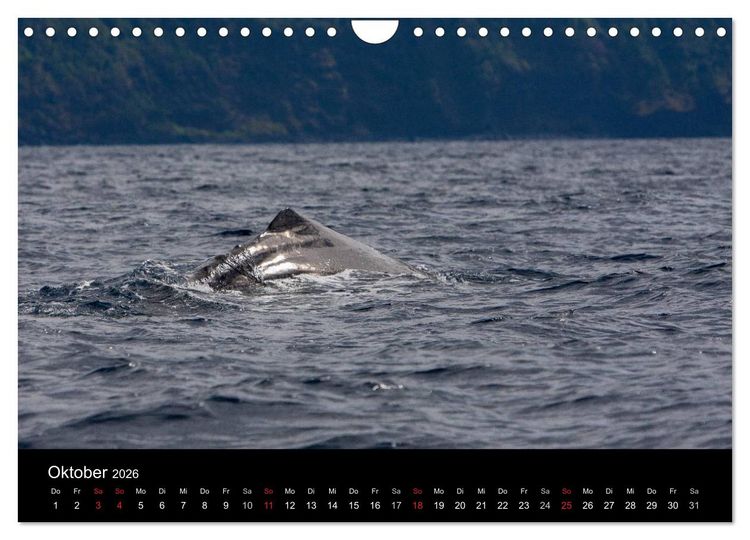 Produktbild: Wale (Wandkalender 2026 DIN A4 quer), CALVENDO Monatskalender