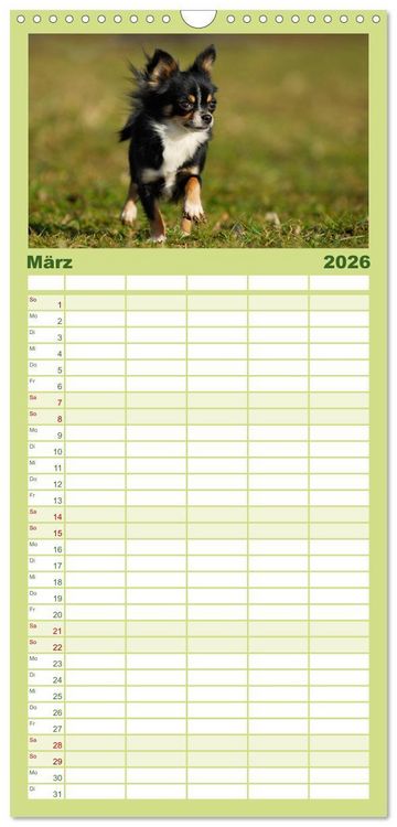 Produktbild: Familienplaner 2026 - Chihuahua - Kleine Hunde ganz gro&szlig; mit 5 Spalten (Wandkalender, 21 x 45 cm) CALVENDO