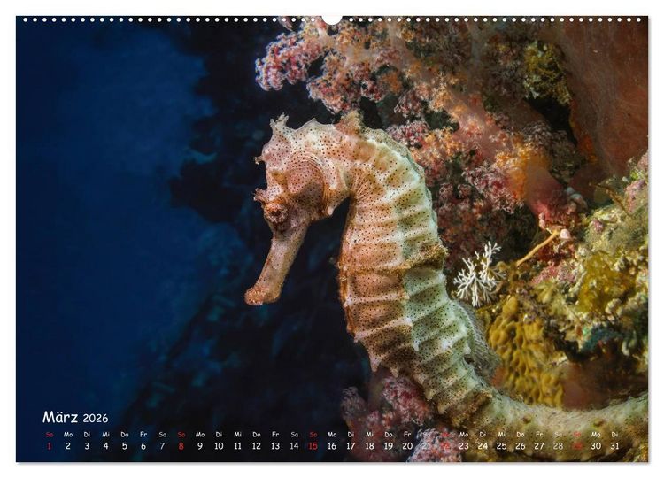 Produktbild: Hippocampus oder einfach nur Seepferdchen (Wandkalender 2026 DIN A2 quer), CALVENDO Monatskalender