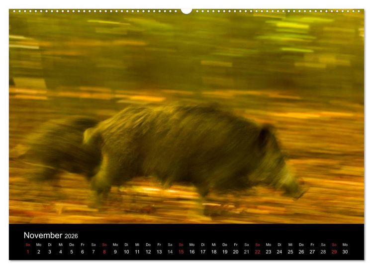 Produktbild: Wilde Wutzen. Das heimische Wildschwein (hochwertiger Premium Wandkalender 2026 DIN A2 quer), Kunstdruck in Hochglanz