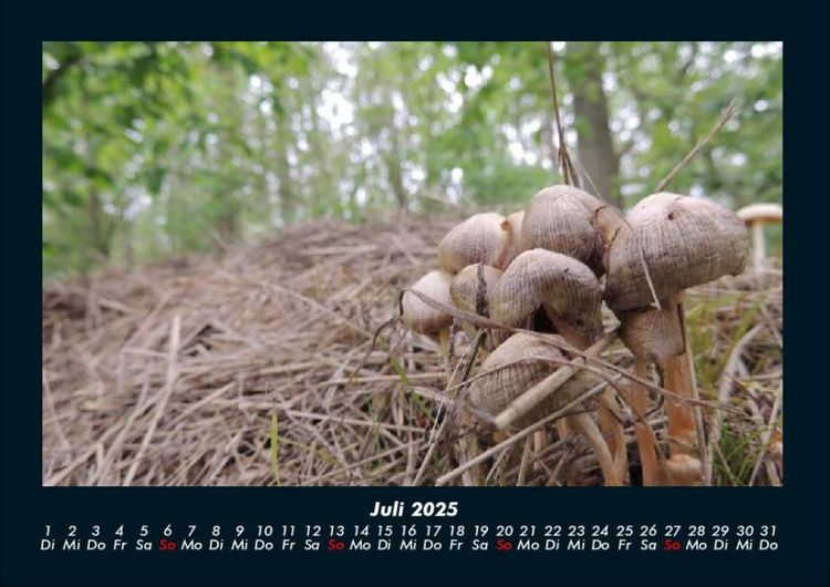 Produktbild: Waldzauber 2025 Fotokalender DIN A4
