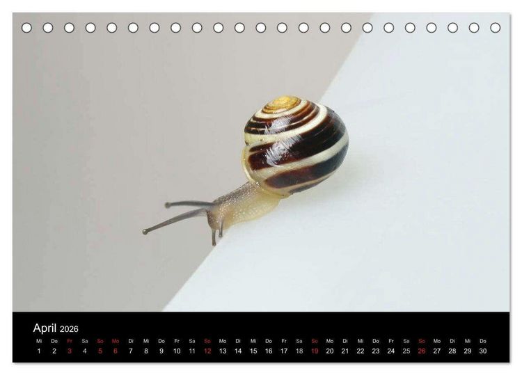 Produktbild: Lautlose Begleiter - Schnecken (Tischkalender 2026 DIN A5 quer), CALVENDO Monatskalender