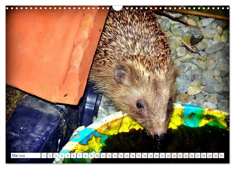 Produktbild: Mein Haus-Igel (Wandkalender 2026 DIN A3 quer), CALVENDO Monatskalender