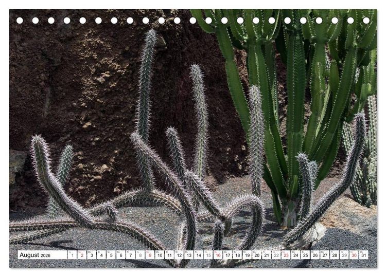 Produktbild: Faszination Kakteen (Tischkalender 2026 DIN A5 quer), CALVENDO Monatskalender