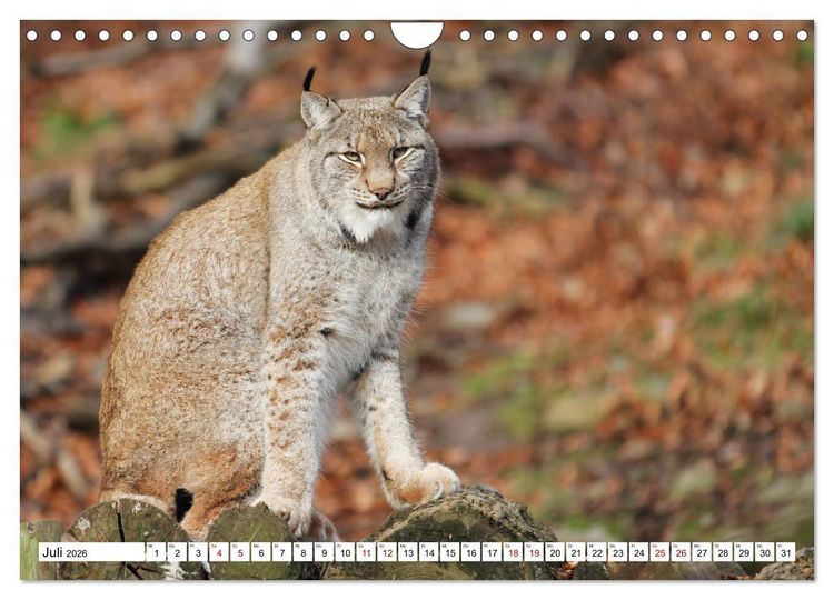 Produktbild: Waldtiere (Wandkalender 2026 DIN A4 quer), CALVENDO Monatskalender