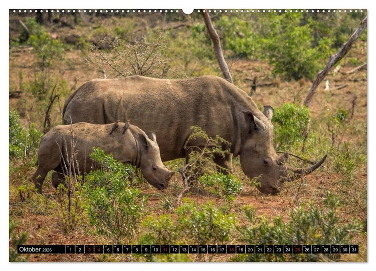 Produktbild: Afrikas Tierwelt: Nash&ouml;rner (Wandkalender 2026 DIN A2 quer), CALVENDO Monatskalender