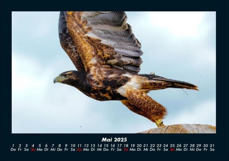 Produktbild: Vogelparadies 2025 Fotokalender DIN A4