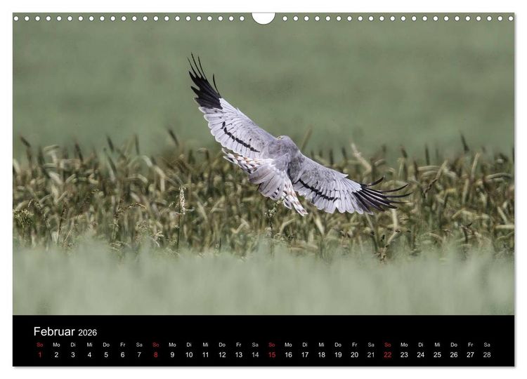 Produktbild: Wiesenweihen in Deutschland (Wandkalender 2026 DIN A3 quer), CALVENDO Monatskalender