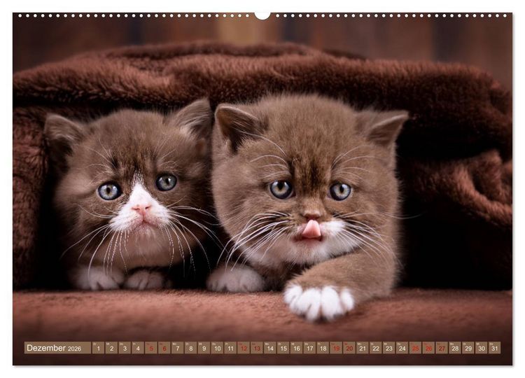 Produktbild: Katzenkinder - Britisch Kurzhaar (hochwertiger Premium Wandkalender 2026 DIN A2 quer), Kunstdruck in Hochglanz