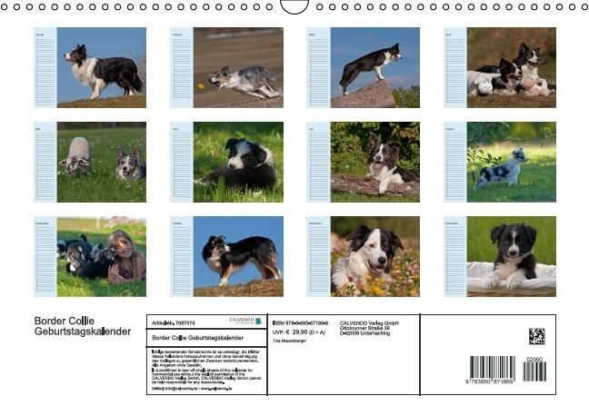 Produktbild: Der Border Collie Geburtstagskalender (Wandkalender immerw&auml;hrend DIN A3 quer)