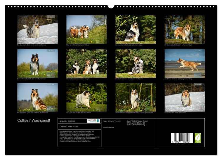 Produktbild: Collies? Was sonst! (hochwertiger Premium Wandkalender 2026 DIN A2 quer), Kunstdruck in Hochglanz