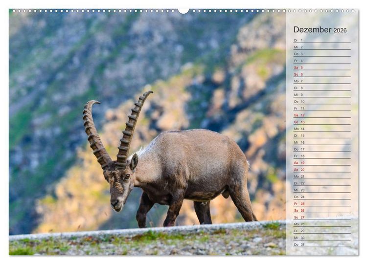 Produktbild: Bergk&ouml;nige - Steinb&ouml;cke im Blickpunkt der Naturfotografie (Wandkalender 2026 DIN A2 quer), CALVENDO Monatskalender