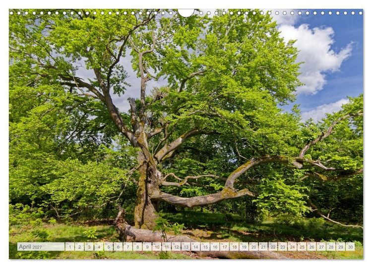 Produktbild: Hutewald Halloh - Baumriesen aus vergangenen Zeiten (Wandkalender 2027 DIN A3 quer), CALVENDO Monatskalender