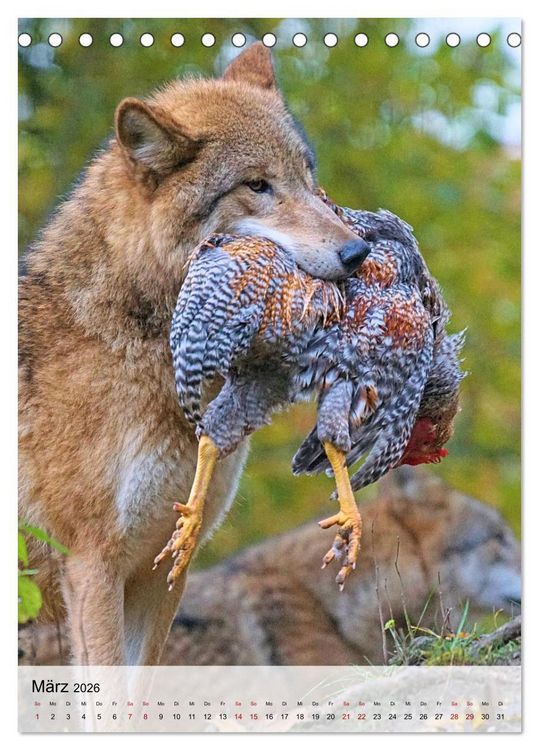 Produktbild: Das Wesen der W&ouml;lfe (Tischkalender 2026 DIN A5 hoch), CALVENDO Monatskalender