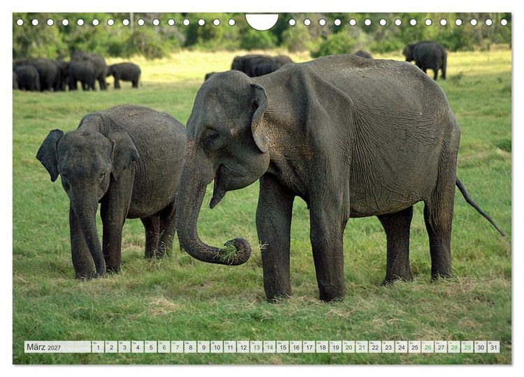Produktbild: Verliebt in Sri Lanka (Wandkalender 2027 DIN A4 quer), CALVENDO Monatskalender