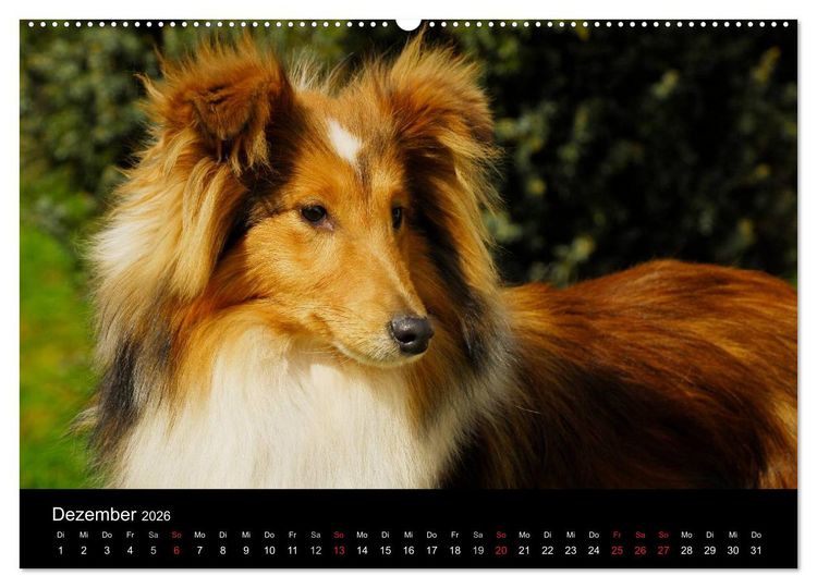 Produktbild: Sheltie 2026 (Wandkalender 2026 DIN A2 quer), CALVENDO Monatskalender