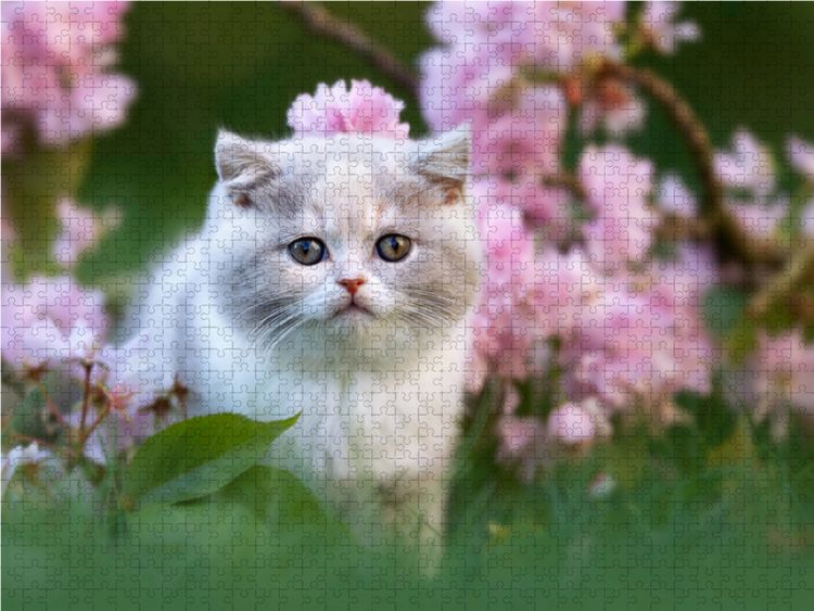 Produktbild: CALVENDO Puzzle Katzenkind auf Blumenwiese 1000 Teile Lege-Gr&ouml;&szlig;e 64 x 48 cm Foto-Puzzle Bild von Janina B&uuml;rger