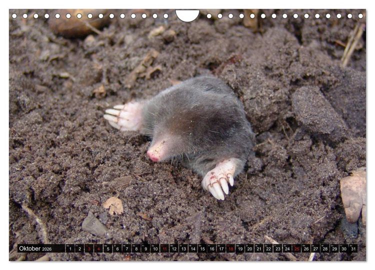 Produktbild: Abneigung und Ekel. Die unbeliebtesten Tiere (Wandkalender 2026 DIN A4 quer), CALVENDO Monatskalender
