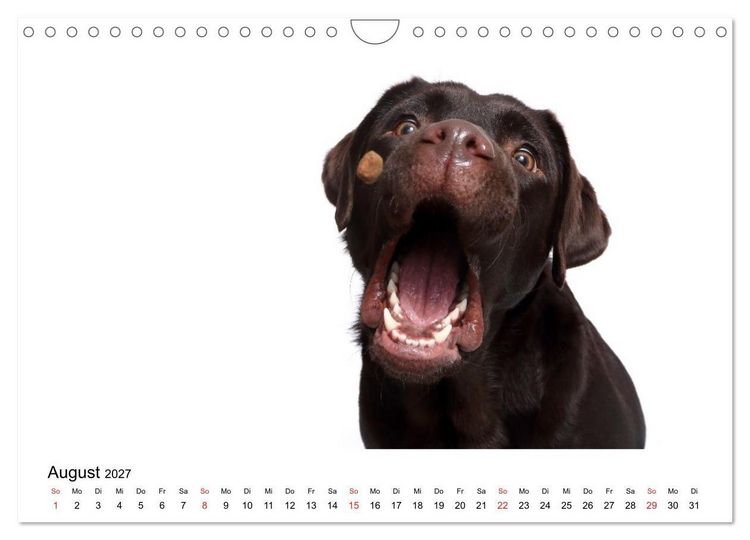 Produktbild: Funny Dogs (Wandkalender 2027 DIN A4 quer), CALVENDO Monatskalender