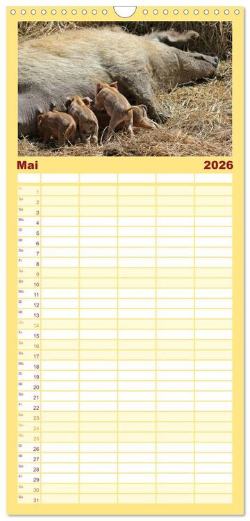 Produktbild: Familienplaner 2026 - Der Schweinekalender mit 5 Spalten (Wandkalender, 21 x 45 cm) CALVENDO