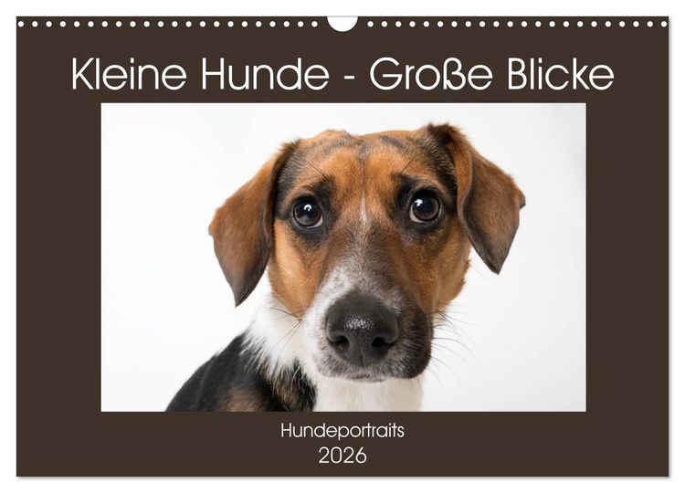Produktbild: Kleine Hunde - Gro&szlig;e Blicke (Wandkalender 2026 DIN A3 quer), CALVENDO Monatskalender