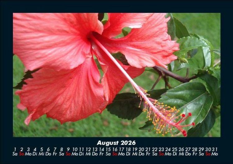 Produktbild: Blumentr&auml;ume 2026 Fotokalender DIN A5